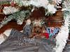 Yorkie Pics-dsc01198.jpg