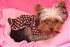 Dog Clothes-dsc01162.jpg