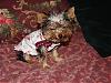 Dog Clothes-dsc01006.jpg