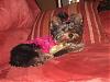 Dog Clothes-aut_1662.jpg