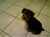 Please HELP!! Yorkie Puppy!!-pic-0339.jpg