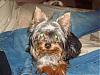 Dark haired yorkies?-pics009-8.jpg