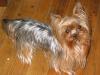 Anyone out there have any pictures of a full grown 3-4 pound Yorkie?-jesse-3-22-04.jpg