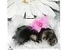 How to choose a puppy-tootsies_girl_pink_bow_02-10-08.jpg