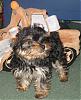 Can  Yorkies have wavy hair as puppies?-yorkie2.jpg
