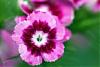 Update on Sweet William-sweet-william-3.jpg