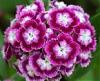 Update on Sweet William-sweet-william-1.jpg