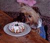 What is your opinion allowing your yorkie lay in your bed?-lacie3yrs.jpg