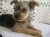 another cold-hearted owner on craigslist-lv.jpg