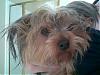 Found Yorkie In Plano Tx-lost-puppy.jpg