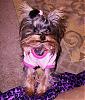 Petite pups unite!-daddyslittlegirshirtmattie-005.jpg
