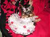 Petite pups unite!-mattieprettydress2007-008.jpg