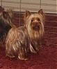Chocolate Yorkies-copy-20of-20yorky-20pups-20p-20jenkins-20-20squirrel-20001.jpg