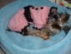 Does your Yorkie sleep like this?-sleepyhead.jpg