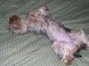 Does your Yorkie sleep like this?-sammi-sleeping.jpg