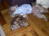 Does your Yorkie sleep like this?-how-i-like-relax.jpg