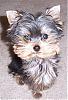 Cookie's smallest baby: Bella-102_1557.jpg