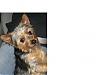 Please help, my Yorkie is lost-zzzzzzzzzzzzzcxczzz.jpg