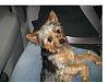 Please help, my Yorkie is lost-zaz.jpg