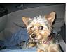Please help, my Yorkie is lost-zaz1.jpg