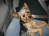 Please help, my Yorkie is lost-tater-1.jpg