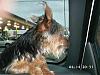Please help, my Yorkie is lost-north-carolina-trip-0723.jpg