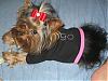 What was the best birthday gift for your yorkie?-chicago.jpg