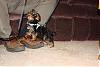 New to YT-new-puppy-homecoming-12-11-07-1-.jpg