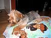 Morkies?!-sedona-pillow-1.jpg