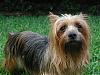 i wish i could adopt them all..-loggins.jpg