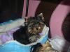 Let's See Pics of 5 Month Old Yorkies-picture-167-600-x-450-.jpg