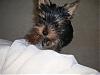 Let's See Pics of 5 Month Old Yorkies-cocoyoung.jpg