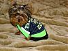 Let's See Pics of 5 Month Old Yorkies-zoey-tyrants-jersey.jpg