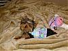 Let's See Pics of 5 Month Old Yorkies-zoey-modeling-auntie-connies-dress.jpg