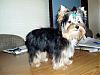 Let's See Pics of 5 Month Old Yorkies-toby-20-wks.jpg