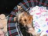 Let's See Pics of 5 Month Old Yorkies-dscf3327.jpg