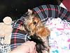 Let's See Pics of 5 Month Old Yorkies-dscf3329.jpg