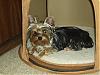 Let's See Pics of 5 Month Old Yorkies-p2201027.jpg