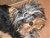 Let's See Pics of 5 Month Old Yorkies-yt8.jpg