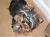 Let's See Pics of 5 Month Old Yorkies-yt7.jpg