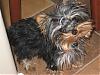 Let's See Pics of 5 Month Old Yorkies-yt9.jpg