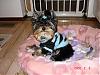 Let's See Pics of 5 Month Old Yorkies-mochi-baby-blue-stripe-sweater-feb-03-08.jpg