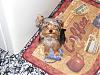 Let's See Pics of 5 Month Old Yorkies-dscf3338.jpg