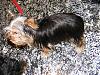 Let's See Pics of 5 Month Old Yorkies-dscf3342.jpg