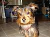 Let's See Pics of 5 Month Old Yorkies-dsc03882.jpg