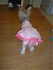 Look at what I made for Tinkerbell!!!-dsc00112.jpg