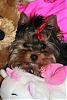 Let's See Pics of 5 Month Old Yorkies-208.jpg