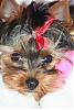 Let's See Pics of 5 Month Old Yorkies-210.jpg