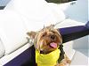 Boatin with Yorkies-img_1970.jpg