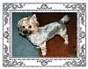 Adult Yorkie's w/Cotton Coat!!!-daisys-1st-home-grooming-2-29-08.jpg
